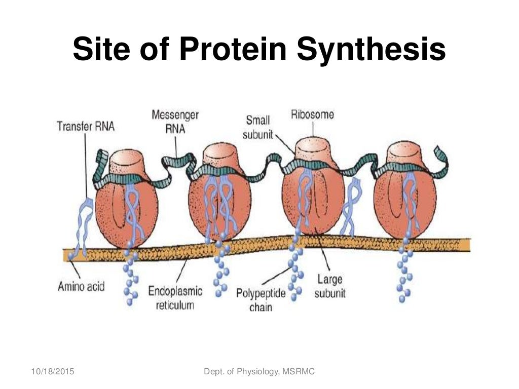 Protein synthesis in cell