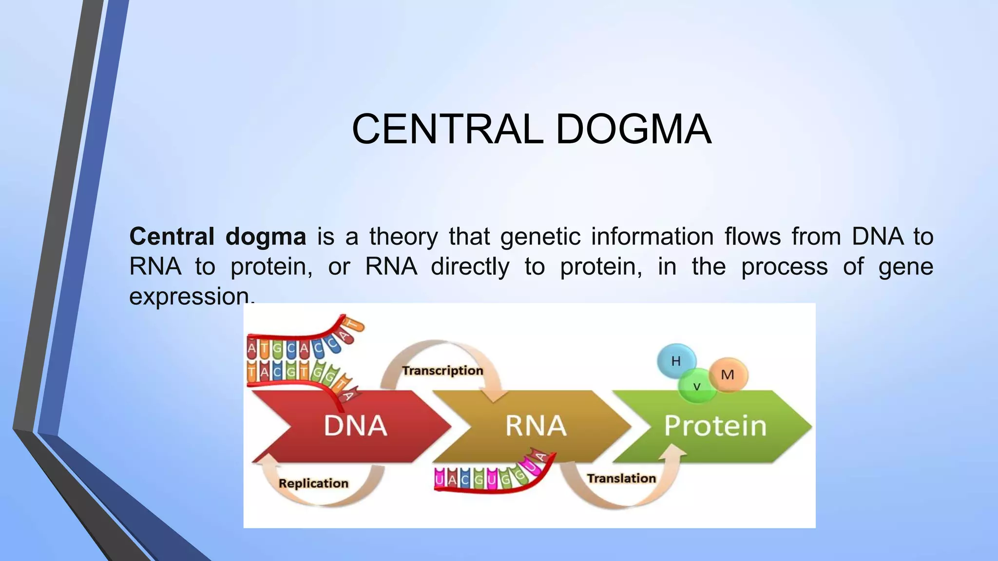 PROTEIN SYNTHESIS IN EUKARYOTES.pptx