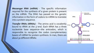 Messenger RNA (mRNA) - The specific information
required for the synthesis of a given protein is present
on the mRNA. The DNA has passed on the genetic
information in the form of codons to mRNA to translate
into a protein sequence.
Transfer RNAs (tRNAs) - The amino acid is covalently
bound to tRNA at the 3’-end. Each tRNA has a three
nucleotide base sequence—the anticodon, which is
responsible to recognize the codon (complementary
bases) of mRNA for protein synthesis. In man, there are
about 50 different tRNAs
 