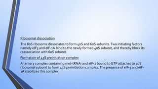 Ribosomal dissociation
The 80S ribosome dissociates to form 40S and 60S subunits.Two initiating factors
namely eIF3 and eIF-1A bind to the newly formed 40S subunit, and thereby block its
reassociation with 60S subunit.
Formation of 43S preinitiation complex
A ternary complex containing met-tRNAi and eIF-2 bound to GTP attaches to 40S
ribosomal subunit to form 43S preinitiation complex.The presence of eIF-3 and eIF-
1A stabilizes this complex
 