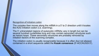 Recognition of initiation codon
The complex then moves along the mRNA in a 5’ to 3’ direction until it locates
the AUG initiation codon (i.e. scanning).
The 5’ untranslated regions of eukaryotic mRNAs vary in length but can be
several hundred nucleotides long and may contain secondary structures such
as hairpin loops. These secondary structures are probably removed by
initiation factors of the scanning complex.
The initiation codon is usually recognizable because it is often (but not always)
contained in a short sequence called the Kozak consensus (5’-ACCAUGG-3’).
 