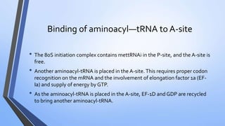 Binding of aminoacyl—tRNA to A-site
• The 80S initiation complex contains mettRNAi in the P-site, and the A-site is
free.
• Another aminoacyl-tRNA is placed in the A-site.This requires proper codon
recognition on the mRNA and the involvement of elongation factor 1a (EF-
Ia) and supply of energy by GTP.
• As the aminoacyl-tRNA is placed in the A-site, EF-1D and GDP are recycled
to bring another aminoacyl-tRNA.
 