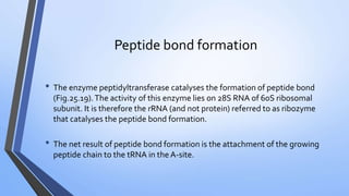 Peptide bond formation
• The enzyme peptidyltransferase catalyses the formation of peptide bond
(Fig.25.19).The activity of this enzyme lies on 28S RNA of 60S ribosomal
subunit. It is therefore the rRNA (and not protein) referred to as ribozyme
that catalyses the peptide bond formation.
• The net result of peptide bond formation is the attachment of the growing
peptide chain to the tRNA in the A-site.
 