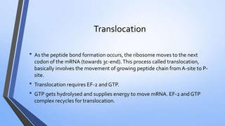 Translocation
• As the peptide bond formation occurs, the ribosome moves to the next
codon of the mRNA (towards 3c-end).This process called translocation,
basically involves the movement of growing peptide chain fromA-site to P-
site.
• Translocation requires EF-2 and GTP.
• GTP gets hydrolysed and supplies energy to move mRNA. EF-2 and GTP
complex recycles for translocation.
 