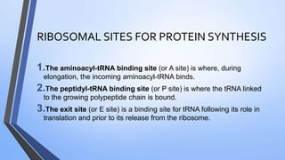 RIBOSOMAL SITES FOR PROTEIN SYNTHESIS
1.The aminoacyl-tRNA binding site (or A site) is where, during
elongation, the incoming aminoacyl-tRNA binds.
2.The peptidyl-tRNA binding site (or P site) is where the tRNA linked
to the growing polypeptide chain is bound.
3.The exit site (or E site) is a binding site for tRNA following its role in
translation and prior to its release from the ribosome.
 