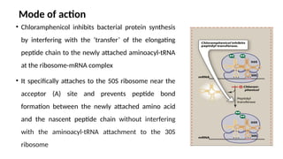 Mode of action
• Chloramphenicol inhibits bacterial protein synthesis
by interfering with the ‘transfer’ of the elongating
peptide chain to the newly attached aminoacyl-tRNA
at the ribosome-mRNA complex
• It specifically attaches to the 50S ribosome near the
acceptor (A) site and prevents peptide bond
formation between the newly attached amino acid
and the nascent peptide chain without interfering
with the aminoacyl-tRNA attachment to the 30S
ribosome
 