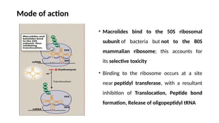 Mode of action
• Macrolides bind to the 50S ribosomal
subunit of bacteria but not to the 80S
mammalian ribosome; this accounts for
its selective toxicity
• Binding to the ribosome occurs at a site
near peptidyl transferase, with a resultant
inhibition of Translocation, Peptide bond
formation, Release of oligopeptidyl tRNA
 