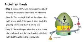 Protein synthesis
• Step 1. charged tRNA unit carrying amino acid 6
binds to the acceptor site on the 70S ribosome
• Step 2. The peptidyl tRNA at the donor site,
with amino acids 1 through 5, then binds the
growing amino acid chain to amino acid
• Step 3. The uncharged tRNA left at the donor
site is released, and the new 6-amino acid chain
with its tRNA shifts to the peptidyl site
 