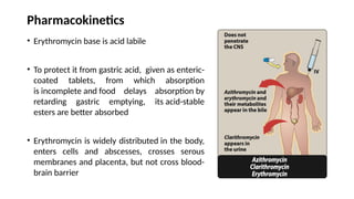 Pharmacokinetics
• Erythromycin base is acid labile
• To protect it from gastric acid, given as enteric-
coated tablets, from which absorption
is incomplete and food delays absorption by
retarding gastric emptying, its acid-stable
esters are better absorbed
• Erythromycin is widely distributed in the body,
enters cells and abscesses, crosses serous
membranes and placenta, but not cross blood-
brain barrier
 