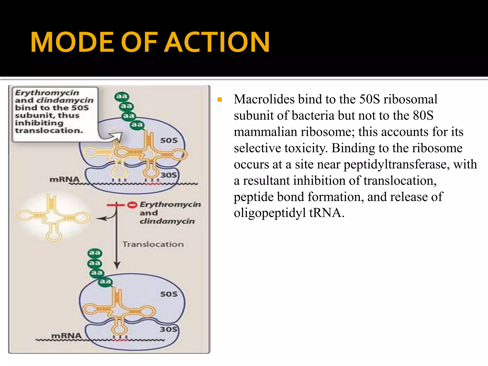 Protein synthesis inhibitors | PPT