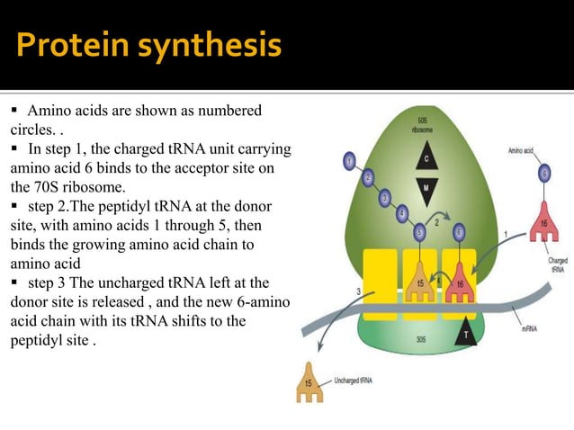 Protein synthesis inhibitors