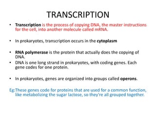 TRANSCRIPTION
• Transcription is the process of copying DNA, the master instructions
for the cell, into another molecule called mRNA.
• In prokaryotes, transcription occurs in the cytoplasm
• RNA polymerase is the protein that actually does the copying of
DNA.
• DNA is one long strand in prokaryotes, with coding genes. Each
gene codes for one protein.
• In prokaryotes, genes are organized into groups called operons.
Eg:These genes code for proteins that are used for a common function,
like metabolizing the sugar lactose, so they're all grouped together.
 