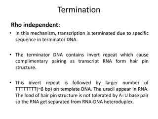 Termination
Rho independent:
• In this mechanism, transcription is terminated due to specific
sequence in terminator DNA.
• The terminator DNA contains invert repeat which cause
complimentary pairing as transcript RNA form hair pin
structure.
• This invert repeat is followed by larger number of
TTTTTTTT(~8 bp) on template DNA. The uracil appear in RNA.
The load of hair pin structure is not tolerated by A=U base pair
so the RNA get separated from RNA-DNA heteroduplex.
 