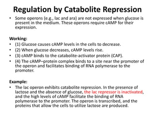 Regulation by Catabolite Repression
• Some operons (e.g., lac and ara) are not expressed when glucose is
present in the medium. These operons require cAMP for their
expression.
Working:
• (1) Glucose causes cAMP levels in the cells to decrease.
• (2) When glucose decreases, cAMP levels rise.
• (3) cAMP binds to the catabolite-activator protein (CAP).
• (4) The cAMP–protein complex binds to a site near the promoter of
the operon and facilitates binding of RNA polymerase to the
promoter.
Example:
• The lac operon exhibits catabolite repression. In the presence of
lactose and the absence of glucose, the lac repressor is inactivated,
and the high levels of cAMP facilitate the binding of RNA
polymerase to the promoter. The operon is transcribed, and the
proteins that allow the cells to utilize lactose are produced.
 