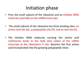 Initiation phase
• First, the small subunit of the ribosome and an initiator tRNA
molecule assemble on the mRNA transcript.
• The small subunit of the ribosome has three binding sites: an
amino acid site (A), a polypeptide site (P), and an exit site (E).
• The initiator tRNA molecule carrying the amino acid
methionine binds to the AUG start codon of the mRNA
transcript at the ribosome’s P site -become the first amino
acid incorporated into the growing polypeptide chain.
 