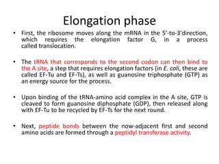 Elongation phase
• First, the ribosome moves along the mRNA in the 5'-to-3'direction,
which requires the elongation factor G, in a process
called translocation.
• The tRNA that corresponds to the second codon can then bind to
the A site, a step that requires elongation factors (in E. coli, these are
called EF-Tu and EF-Ts), as well as guanosine triphosphate (GTP) as
an energy source for the process.
• Upon binding of the tRNA-amino acid complex in the A site, GTP is
cleaved to form guanosine diphosphate (GDP), then released along
with EF-Tu to be recycled by EF-Ts for the next round.
• Next, peptide bonds between the now-adjacent first and second
amino acids are formed through a peptidyl transferase activity.
 
