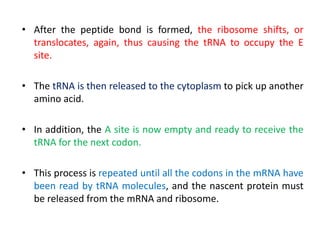 • After the peptide bond is formed, the ribosome shifts, or
translocates, again, thus causing the tRNA to occupy the E
site.
• The tRNA is then released to the cytoplasm to pick up another
amino acid.
• In addition, the A site is now empty and ready to receive the
tRNA for the next codon.
• This process is repeated until all the codons in the mRNA have
been read by tRNA molecules, and the nascent protein must
be released from the mRNA and ribosome.
 