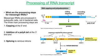 Rna Processing Introduction Protein Synthesis in Prokaryotes and Eukaroytes | PPTX