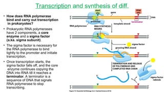 Comprehensive Overview of Protein Synthesis in Prokaryotes and ...