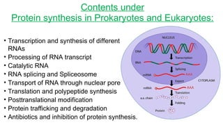 Comprehensive Overview of Protein Synthesis in Prokaryotes and ...