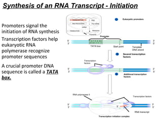 Protein synthesis mechanism with reference of Translation and ...