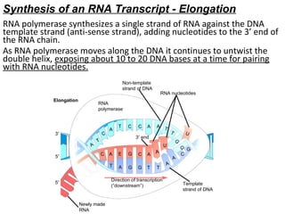 Protein synthesis mechanism with reference of Translation and ...