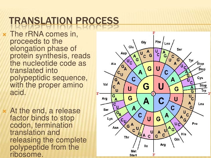 Processes involved in protein synthesis image