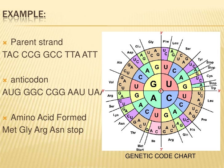 BIOLOGICAL SCIENCEprotein synthesis