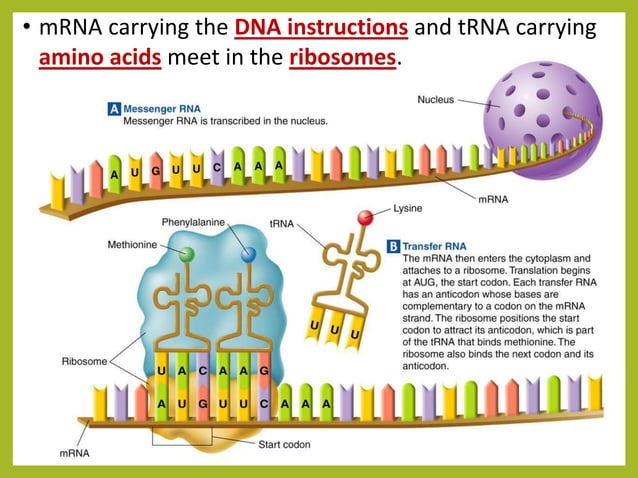 What Is The Correct Order For Protein Synthesis Protein synthesis ppt