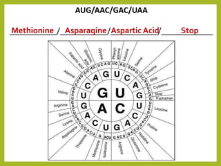 Protein Synthesis PPT.pptx