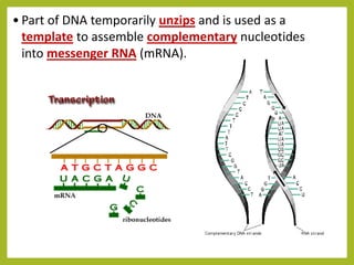 Protein Synthesis PPT.pptx