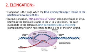 Protein synthesis. | PPTX
