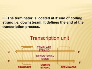 Molecular basis of inheritance-Protein synthesis part 1 ...