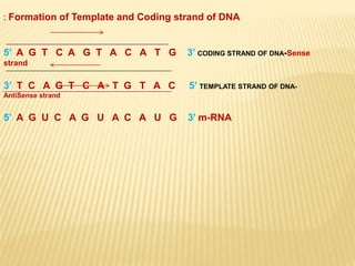 Molecular basis of inheritance-Protein synthesis part 1 ...