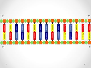 Adenine
Cytosine

Thymine

Adenine

Adenine

Thymine

Thymine

Guanine

Adenine
Cytosine

Adenine

Adenine

Thymine

Cytosine

Thymine

Adenine

Guanine

Thymine

Cytosine

Guanine

Adenine

Guanine

Thymine

Cytosine

Guanine

Guanine

Adenine

Cytosine

Thymine

3’
5’

Thymine

5’
3’

 