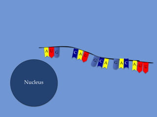 A U
A U G
G

C
C A
G C
A

Nucleus

G A C
G A C
A C
A

A U
AU G
U

 