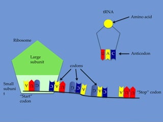 tRNA
Amino acid

Ribosome
U A

Large
subunit

U
G U
U U AA

A
A
A G
G

G
C G

G U A
G
“Start”
codon

codons

U A
C C
A

Small
subuni
t

Anticodon

“Stop” codon

 