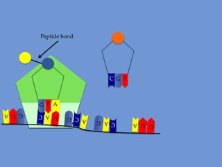 U
G U
U U AA

A
A
A G
G

G
C G

U A
C C
A

G U A
G

G T A
G T
Peptide bond

 