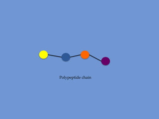 Polypeptide chain

 