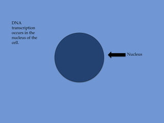DNA
transcription
occurs in the
nucleus of the
cell.
Nucleus

 
