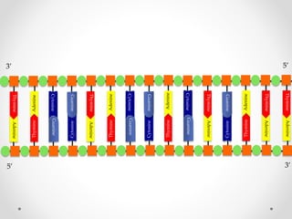 Adenine
Cytosine

Thymine

Adenine

Adenine

Thymine

Thymine

Guanine

Adenine
Cytosine

Adenine

Adenine

Thymine

Cytosine

Thymine

Adenine

Guanine

Thymine

Cytosine

Guanine

Adenine

Guanine

Thymine

Cytosine

Guanine

Guanine

Adenine

Cytosine

Thymine

3’
5’

Thymine

5’
3’

 