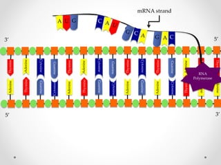 Thymine

Thymine

Adenine

Thymine

Guanine

Adenine

Cytosine

Thymine

G A C
A C

Thymine
Adenine

Adenine

RNA
Polymerase

Thymine

Cytosine

Thymine

Guanine
Adenine

Thymine

G C
A

Guanine

Adenine

3’

Cytosine

Cytosine

Adenine

A U G
A U G

Guanine

Cytosine

Cytosine

Adenine

Thymine

Guanine

5’
Guanine

Cytosine

Adenine

mRNA strand

C
C A
5’

3’

 