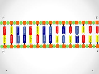 Thymine

Thymine
Adenine

Cytosine

Thymine

Adenine

Adenine

Thymine
Adenine
Cytosine

Adenine

Adenine

Thymine

Cytosine

Guanine

Cytosine

Adenine

Thymine

Adenine

Adenine

Guanine

Cytosine

Guanine

Adenine

Guanine

Thymine

Cytosine

Guanine

Guanine

Adenine

Cytosine

Thymine

3’
5’

Thymine

5’
3’

 