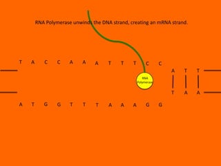 RNA Polymerase unwinds the DNA strand, creating an mRNA strand.

T

A

C

C

A

A

A

T

T

T

C

C
A

T

T

T

A

A

RNA
Polymerase

A

T

G

G

T

T

T

A

A

A

G

G

 