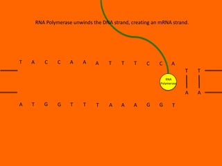 RNA Polymerase unwinds the DNA strand, creating an mRNA strand.

T

A

C

C

A

A

A

T

T

T

C

C

A
T

T

A

A

RNA
Polymerase

A

T

G

G

T

T

T

A

A

A

G

G

T

 