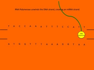RNA Polymerase unwinds the DNA strand, creating an mRNA strand.

T

A

C

C

A

A

A

T

T

T

C

C

A

T

T

RNA
Polymerase

A

T

G

G

T

T

T

A

A

A

G

G

T

A

A

 