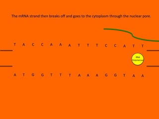 The mRNA strand then breaks off and goes to the cytoplasm through the nuclear pore.

T

A

C

C

A

A

A

T

T

T

C

C

A

T

T

RNA
Polymerase

A

T

G

G

T

T

T

A

A

A

G

G

T

A

A

 