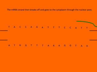 The mRNA strand then breaks off and goes to the cytoplasm through the nuclear pore.

T

A

C

C

A

A

A

T

T

T

C

C

A

T

T

A

T

G

G

T

T

T

A

A

A

G

G

T

A

A

 