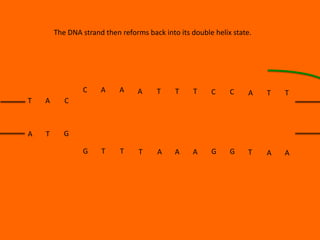 The DNA strand then reforms back into its double helix state.

C
T

A

T

A

A

T

T

T

C

C

A

T

T

G

T

T

T

A

A

A

G

G

T

A

A

C

A

A

G

 