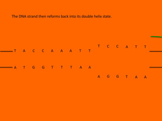 The DNA strand then reforms back into its double helix state.

T
T

A

C

C

A

A

A

T

T

G

G

T

T

T

A

C

A

T

T

A

G

G

T

A

A

T

A

C

A

 